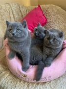 kotki brytyjskie z rodowodem