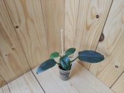 Philodendron Bipenfolium regres 