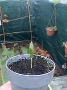 Trachycarpus Fortunei sadzonka