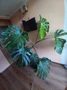 Monstera piękna roślina