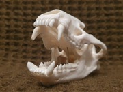 Naturalna czaszka borsuka (Nie czaszka lisa)