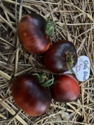 Pomidor Osu Blue nasiona kolekcjonerskie