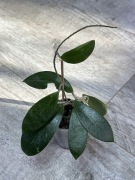 Hoya pottsii - ukorzeniona sadzonka