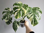 Monstera Thai Mutation ukorzeniony DÓŁ w bigosie 