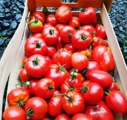 Pomidorki mix odmian