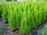 Tuja szmaragd wys 80 -90 cm