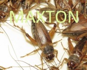 Świerszcze KUBAŃSKIE EKOLOGICZNE Rozmiar: 1-2cm 100 sztuk 