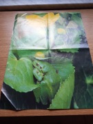 Plakaty i wycinki z gazet 