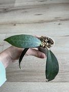 Hoya Hoya Nicholsoniae