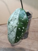 Hoja Hoya Carnosa Wilbur Graves