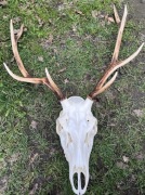 Poroże jelenia trofea myłkus zrzuty kolekcjonerski