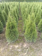 Thuja Szmaragd Tuja Smaragd 100-110cm 1sz t- 25zl 