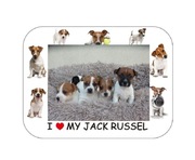 Jack Russell Terrier od # SMARTIE JACKS# PUPPIES mamy szczenięta!