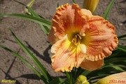 Hemerocallis / Liliowiec: Martyna
