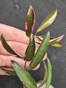 Hoya kentiana Lori Lyn - sadzonka ukorzeniona