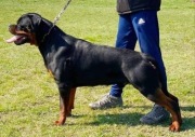 Rottweilery ZKwP/ FCI szczenięta - Domowa hodowla