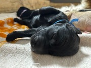 Pies Rasowy SZCZENIAK