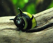 Ślimak rogaty Clithon corona