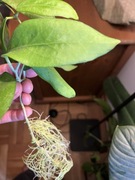 Hoya Pimentaliana Cagayanensis