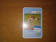 Najszybsze Antylopa Skoczek karta nr 7 quiz Super Zwierzaki Biedronka