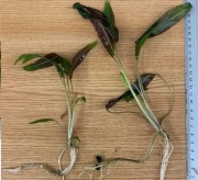 CRYPTOCORYNE Kryptokoryna DUŻE Sadzonki 10-25 cm