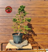 Przepiękny Cyprysik tępołuskowy, dwa pnie formowany na wzór bonsai. 80cm 
