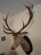 Medalion poroży jelenia 