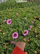 Million Bells - różowa z oczkiem