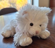 Kotek kot biały galeria Bukowski 