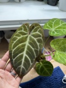 Ukorzeniony dolny węzeł anthurium crystal x basse x magni