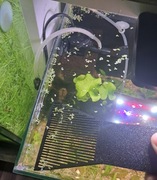 Łopatka do rzęsy wodnej 