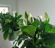 Skrzydłokwiat w donicy