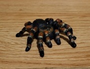 Schleich pająk tarantula figurka model z 2018 r