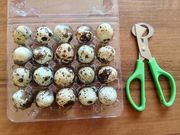 Jaja, jajka przepiórcze bez GMO - 100 szt. + nożyczki do jaj przepiórczych