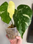 Monstera Deliciosa  Creme Brulee ( Thai Constellation ) 