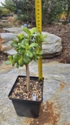 Grubosz Crassula Crosby's Compact