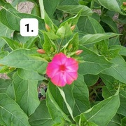 Nasiona dziwaczek jalapa amarantowy