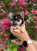 CHIHUAHUA ŚLICZNA MALUTKA SUNIA  DO ODBIORU