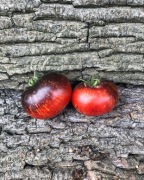 BLUE FIRE  Pomidor Kolekcjonerski 