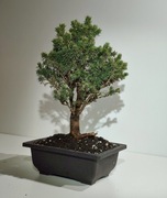 Bonsai Świerk, odmiana karłowa.Unikat!!! 2