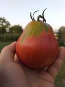 Red Pear pomidor kolekcjonerski