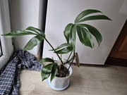 Roślina doniczkowa Rhaphidophora decursiva Philodendron Dragon Tail