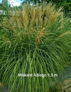 Miskant chiński Adiago 1. 5 l doniczka