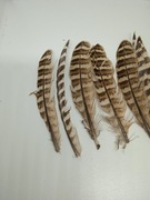 Pióra naturalne 11 sztuk, 13-15 cm bażant jarząbek kuropatwa kaczka 