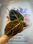 Philodendron melanochrysum variegata kolekcjonerski rzadki filodendron 