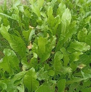 Mniszek lekarski liść  suszony 50g z Bieszczad