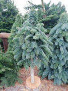 Choinka z jodły nobilis  na pniu 60 cm