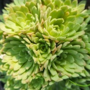 Rozularia złocista / Rosularia pallida