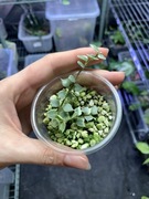 Dischidia variegata | nie monstera