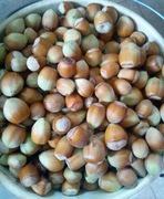 EKOLOGICZNE orzechy laskowe 2025  3 kg